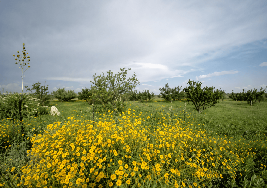 Affordable Texas Ranch Land in Hudspeth County — Owner Financing Available image 5