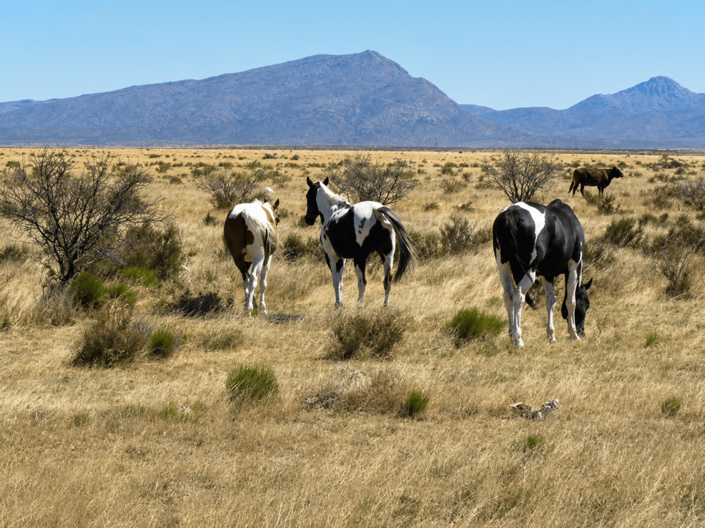 Affordable Texas Ranch Land in Hudspeth County — Owner Financing Available image 3